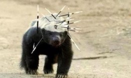 最新户外平头哥被爆料,揭秘神秘生物的神秘面纱