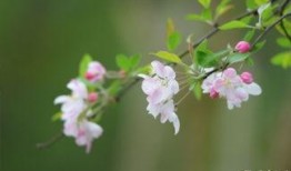 乐山海棠社区最新爆料,揭秘社区发展新动态